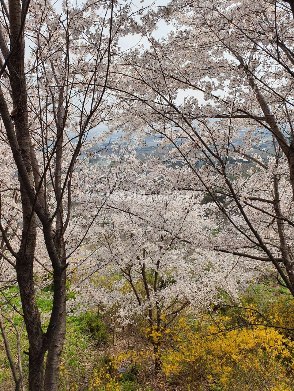 충남 천안서북구 성거읍 정촌리 주변 산업단지개발등 호재가 풍부한 위치 매매 매물번호 10138 사진 5