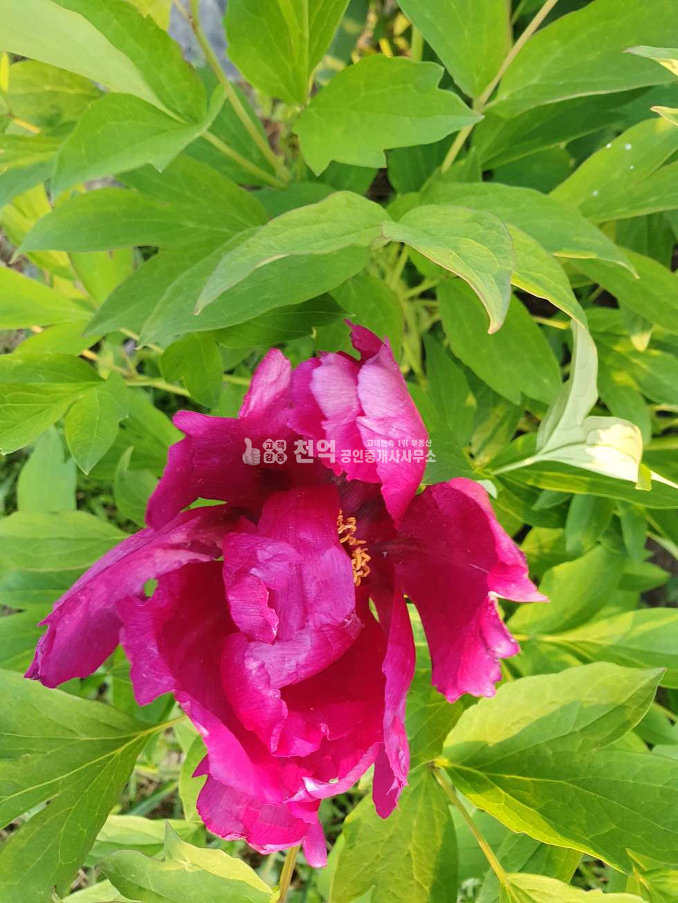 충남 천안서북구 성거읍 정촌리 주변 산업단지개발등 호재가 풍부한 위치 매매 매물번호 10138 사진 13